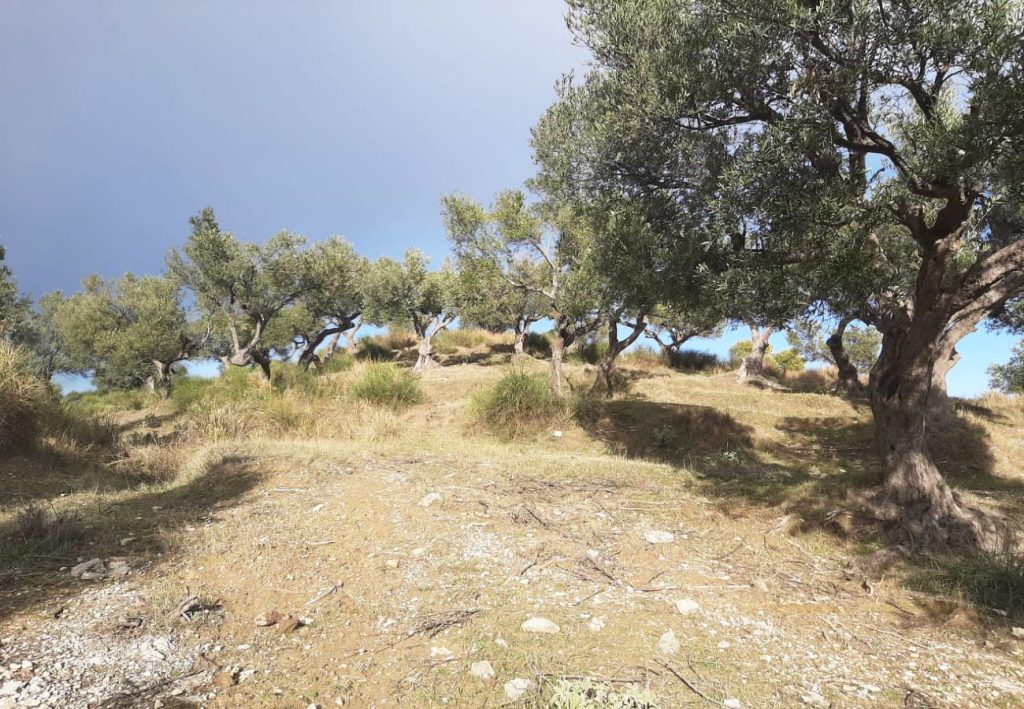 Bild 3 – Olivenhain wird im Viertel ‚Karabash‘, Vlora, verkauft