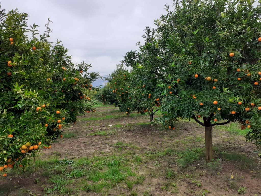 Bild 4 – Landwirtschaftliches Grundstück in Metoq, Sarandë, steht zum Verkauf