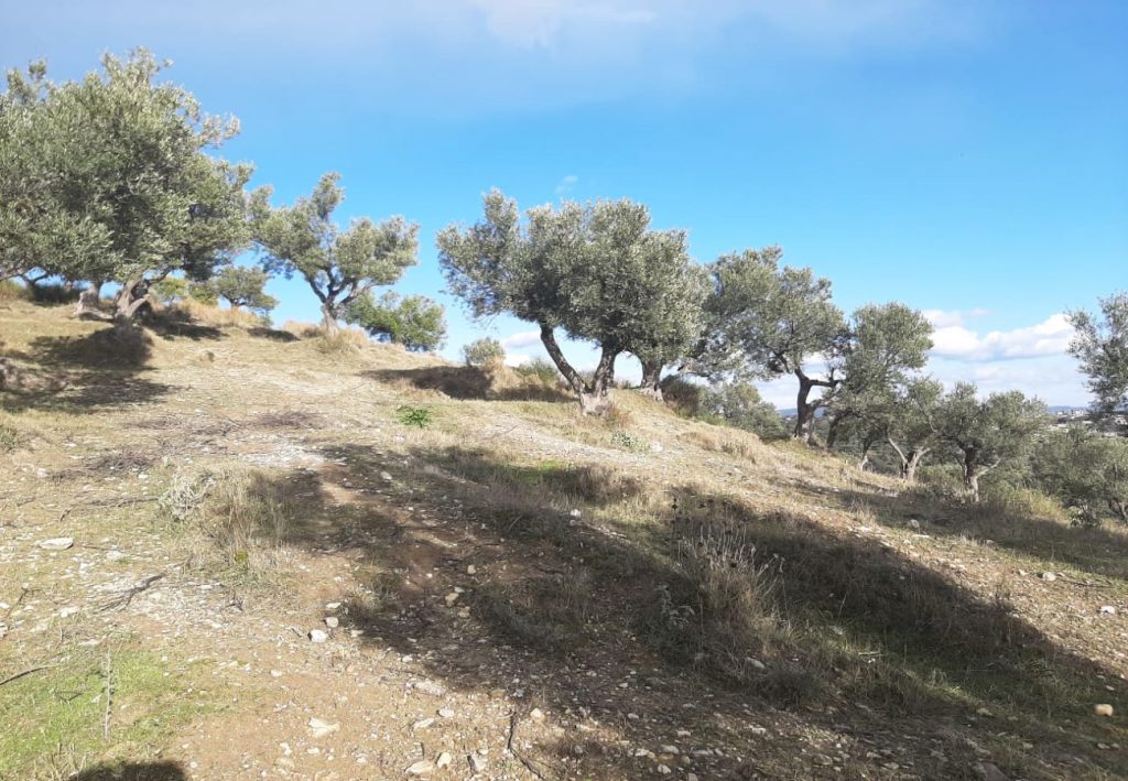 Bild 4 – Olivenhain wird im Viertel ‚Karabash‘, Vlora, verkauft