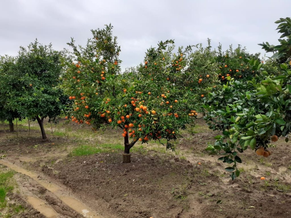 Bild 7 – Landwirtschaftliches Grundstück in Metoq, Sarandë, steht zum Verkauf