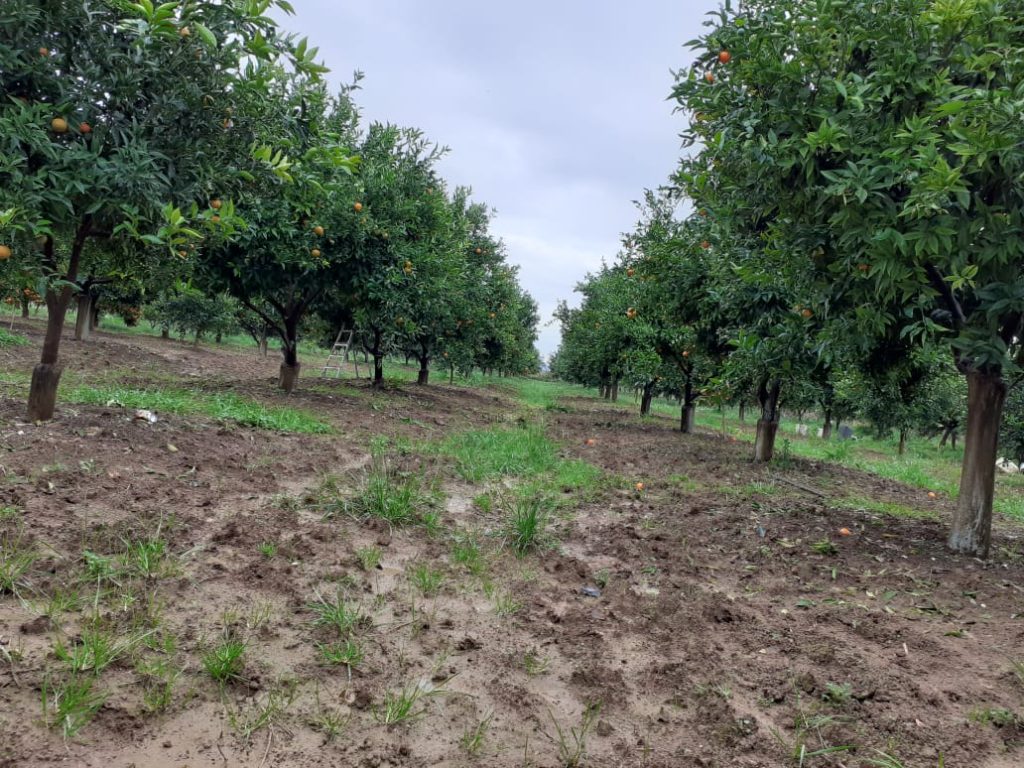 Bild 8 – Landwirtschaftliches Grundstück in Metoq, Sarandë, steht zum Verkauf