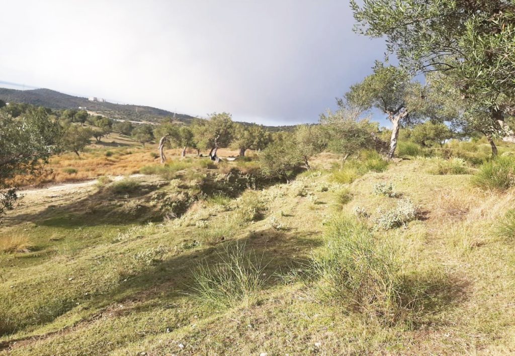 Bild 5 – Olivenhain wird im Viertel ‚Karabash‘, Vlora, verkauft