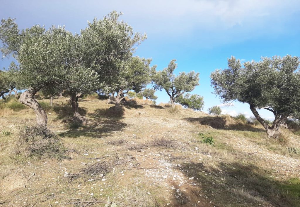 Bild 6 – Olivenhain wird im Viertel ‚Karabash‘, Vlora, verkauft